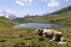 Suiza en familia