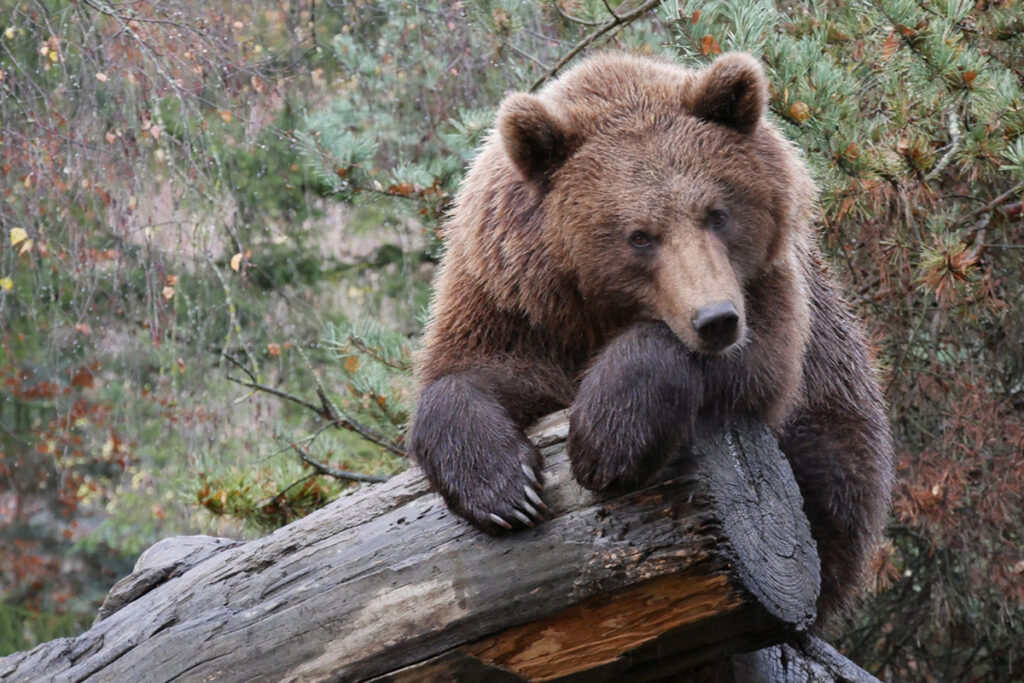 Altos Pirineos con niños - Parc Animalier Altos Pirineos con niños