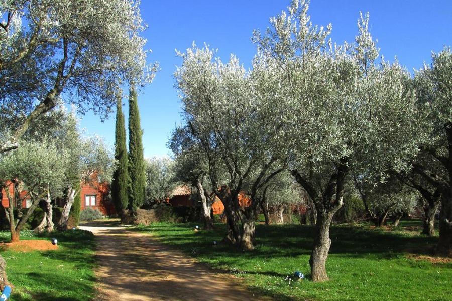 Camping con niños en el Pirineo aragones