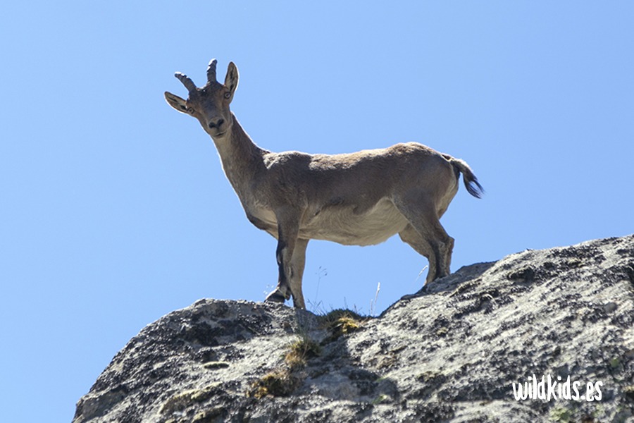 Excursión con niños en Gredos a la garganta de los Caballeros