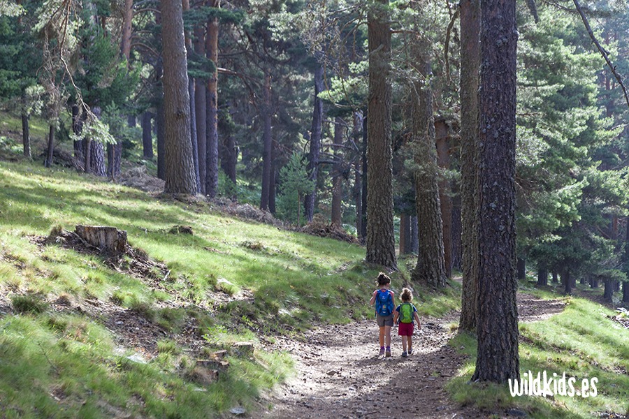 Excursión con niños en Gredos al pinar de Navarredonda