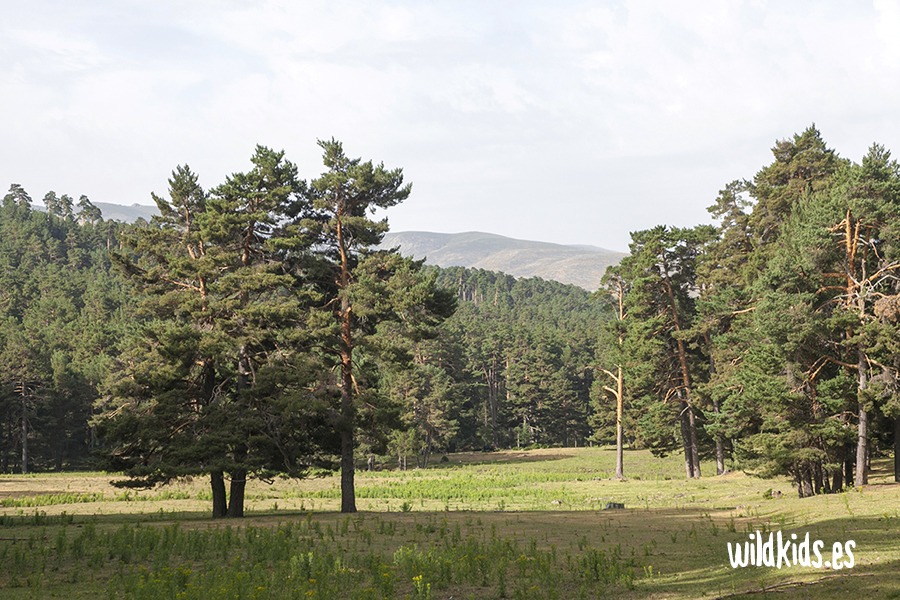 Excursión con niños en Gredos al pinar de Navarredonda