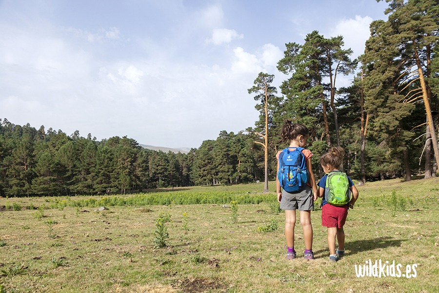 Excursión con niños en Gredos al pinar de Navarredonda