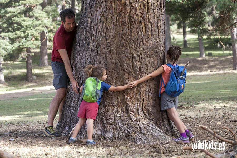 Excursión con niños en Gredos al pinar de Navarredonda