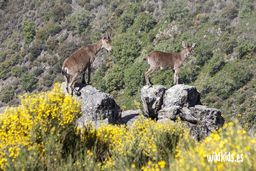 Excursión con niños al charco del Trabuquete