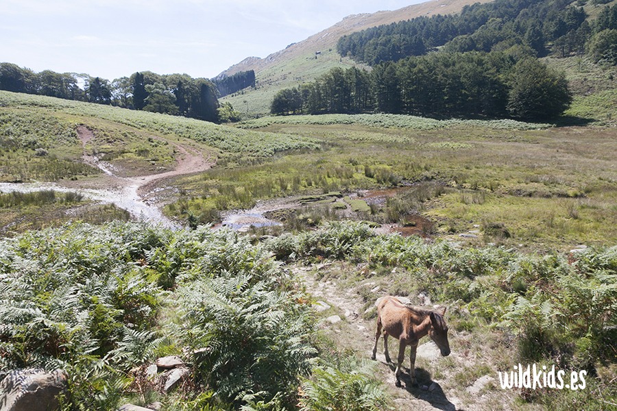 Excursión con niños al pico Larrun en el Pirineo navarro