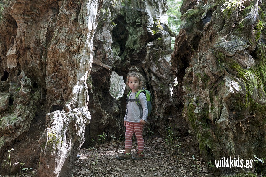 Excursión con niños a los robles milenarios en el Pirineo navarro