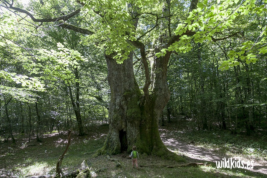 Excursión con niños a los robles milenarios en el Pirineo navarro