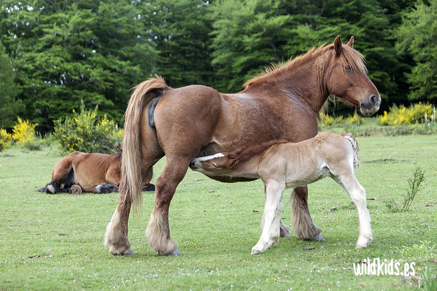 Excursión con niños al mirador de Zamariain en el Pirineo navarro