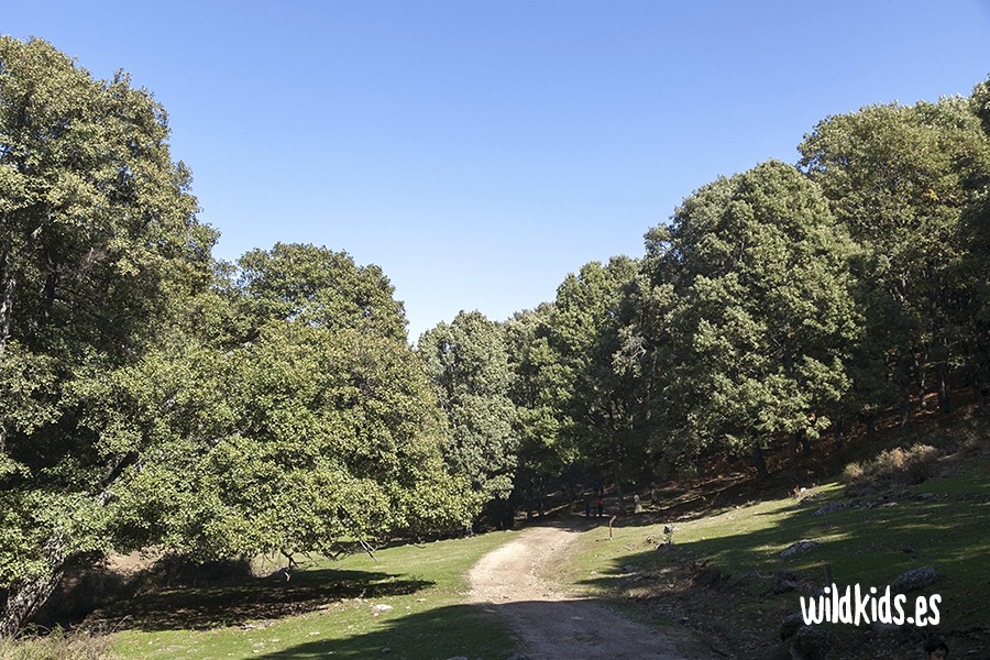 Excursión con niños en Gredos por el castañar de El Tiemblo