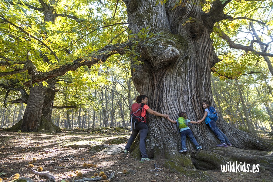 Excursión con niños en Gredos por el castañar de El Tiemblo