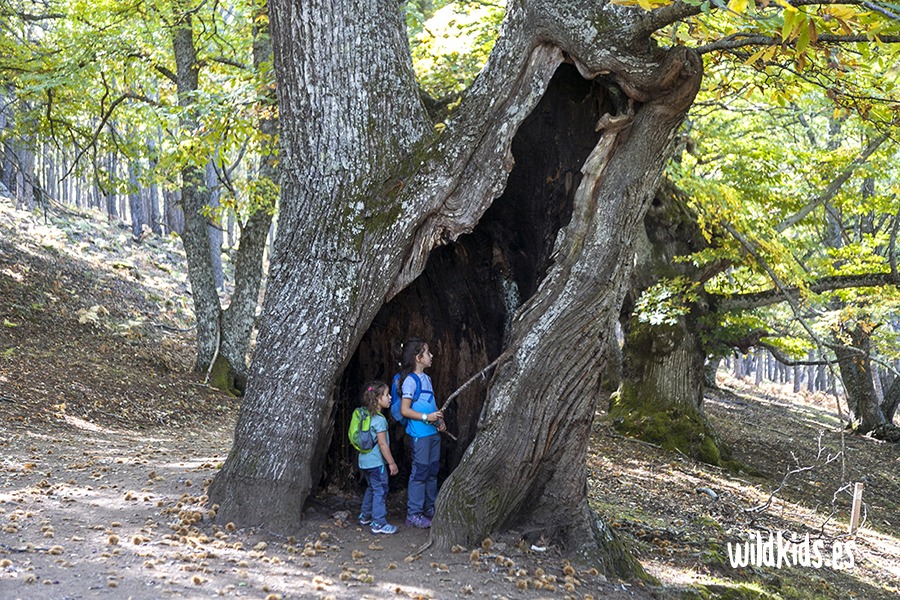 Excursión con niños en Gredos por el castañar de El Tiemblo