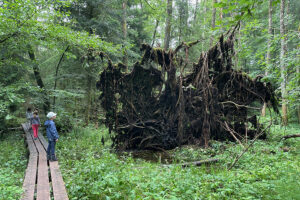 Viajar a Zurich con niños en Suiza: Wildnispark