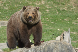Wildndispark Viajar a Zurich con niños en Suiza: Wildnispark