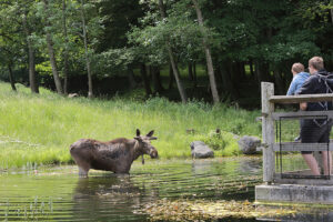 Wildnispark Viajar a Zurich con niños en Suiza: Wildnispark