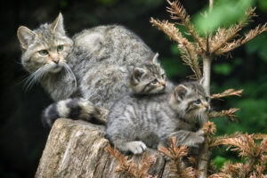 Wildnispark Viajar a Zurich con niños en Suiza: Wildnispark