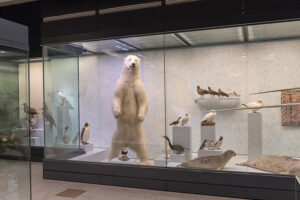 Zoologisches Museum Universitat Zurich Viajar a Zurich con niños en Suiza: Museo Zoológico