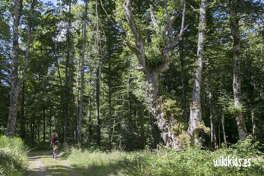 excursion con niños a los bosques de Roncesvalles 04 Excursión con niños a los bosques de Roncesvalles en el Pirineo navarro