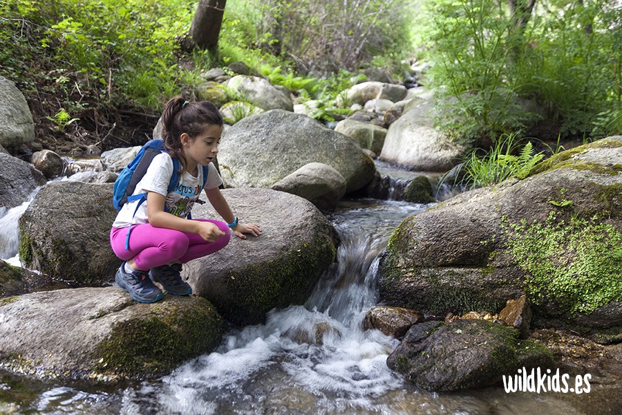 excursion con niños al castañar de las huertas (1) Excursión con niños en Gredos al castañar de las Huertas
