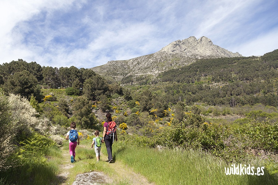 excursion con niños al castañar de las huertas (3) Excursión con niños en Gredos al castañar de las Huertas