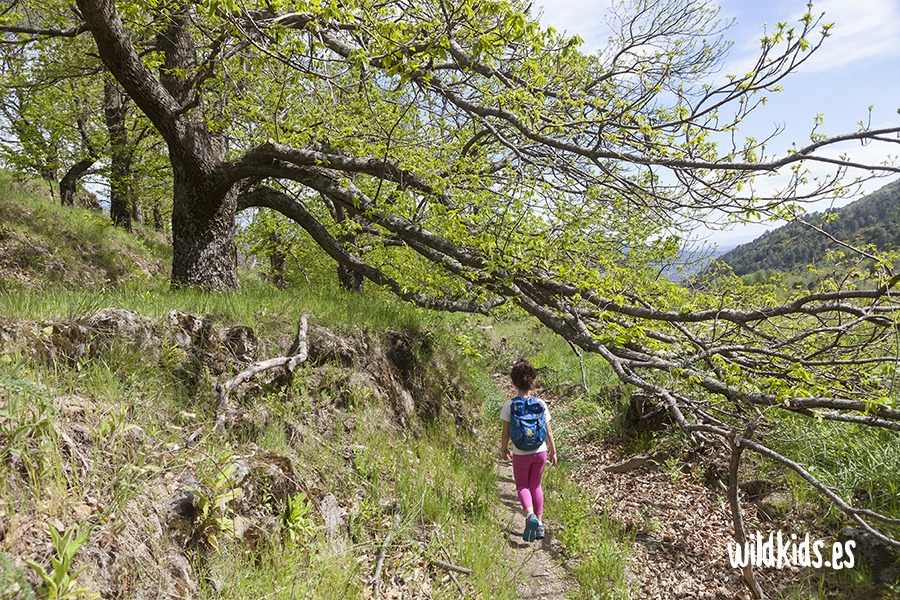 excursion con niños al castañar de las huertas (4) Excursión con niños en Gredos al castañar de las Huertas
