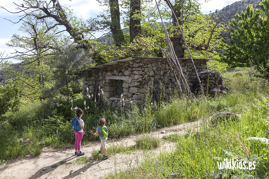 excursion con niños al castañar de las huertas (6) Excursión con niños en Gredos al castañar de las Huertas