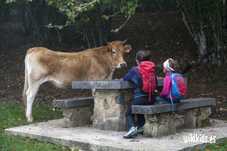 mirador de las Biescas con niños (4) Excursión con niños en Picos de Europa al mirador de las Biescas