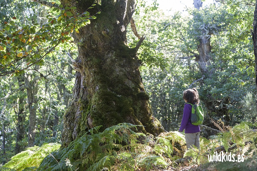 robledal de monte ranedo con niños (5) Excursión con niños en Picos de Europa al robledal de Monte Ranedo